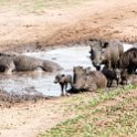 BWA NW Chobe 2016DEC04 NP 143 : 2016, 2016 - African Adventures, Africa, Botswana, Chobe National Park, Date, December, Month, Northwest, Places, Southern, Trips, Year